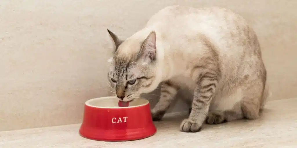 How To Stop Your Cat From Spilling Water Bowl compressed