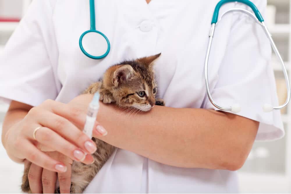 Kitten Getting a Vaccination