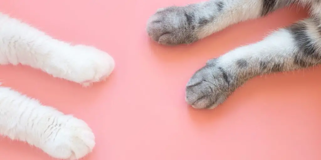 Paws of white and gray cat