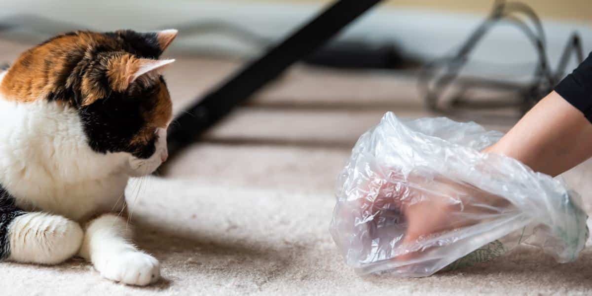 Pourquoi Mon Chat Faitil Caca Par Terre ? Pet Yolo