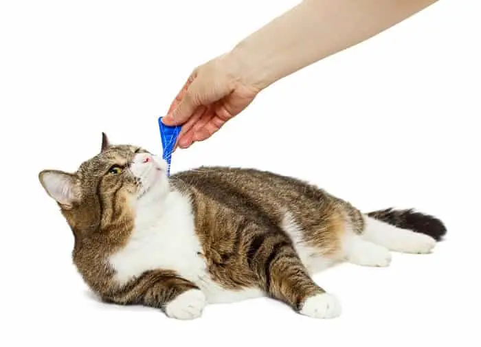 applying flea treatment on cat