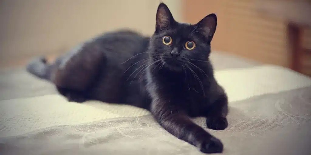 black cat compressed