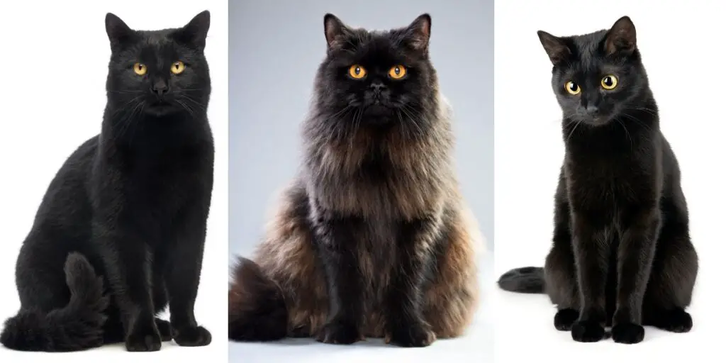 black cat feature compressed