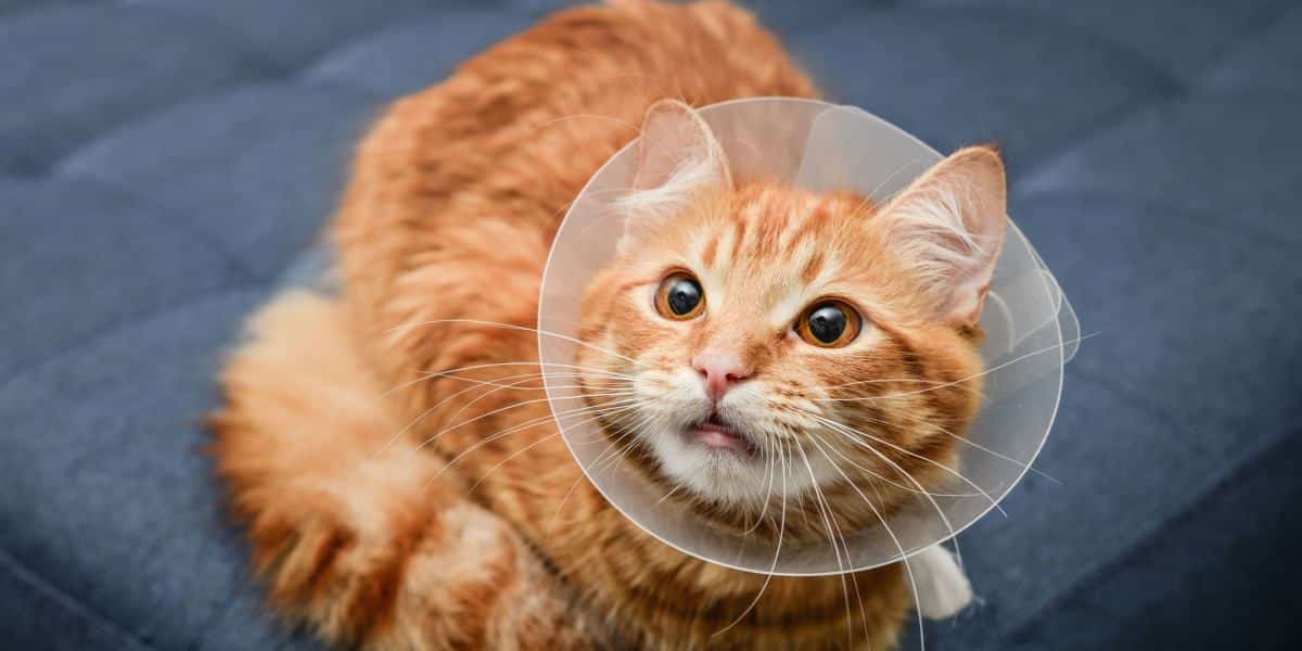 Méloxicam Pour Chats Posologie, Sécurité Et Effets Secondaires Pet Yolo