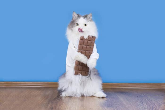 cat and chocolate