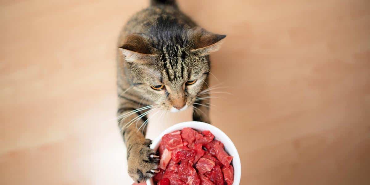 Les Chats Peuventils Manger De La Viande Crue ? Pet Yolo
