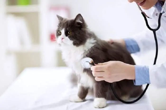cat check up