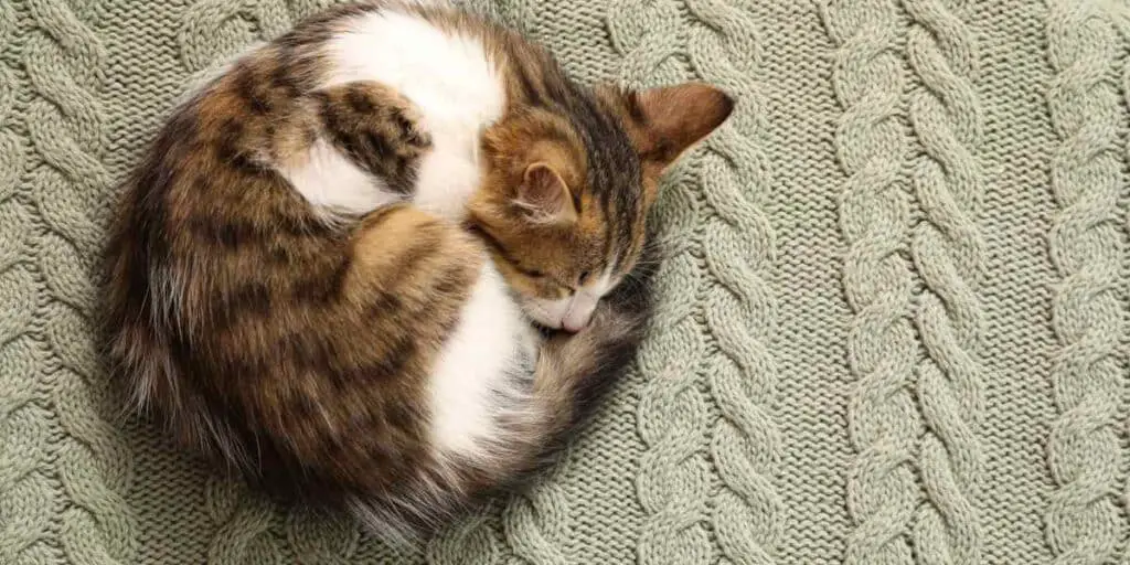 cat curl ball when sleeping compressed