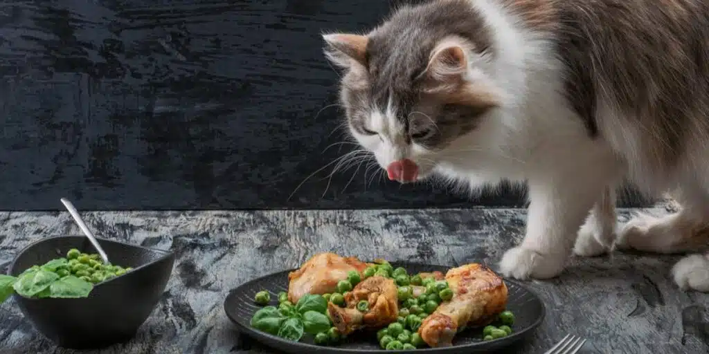 cat eat turkey compressed