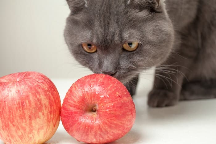 cat eating apple