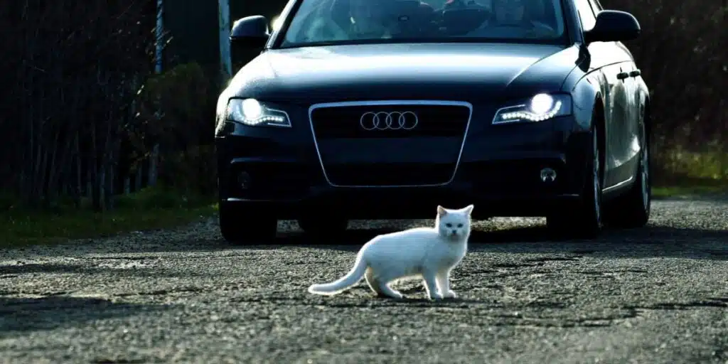 cat in front of car compressed
