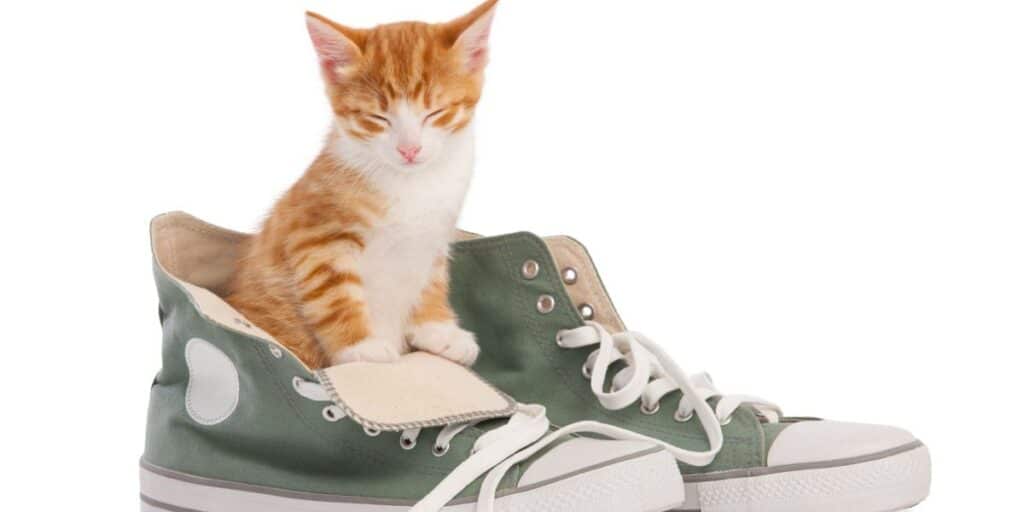 cat in shoes compressed