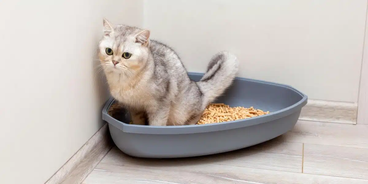 Comment Savoir Si Un Chat S