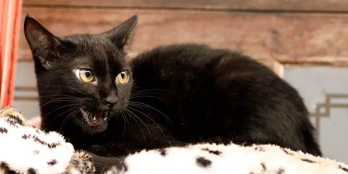 6 Raisons Pour Lesquelles Votre Chat Fait Des Bruits Bizarres La Nuit