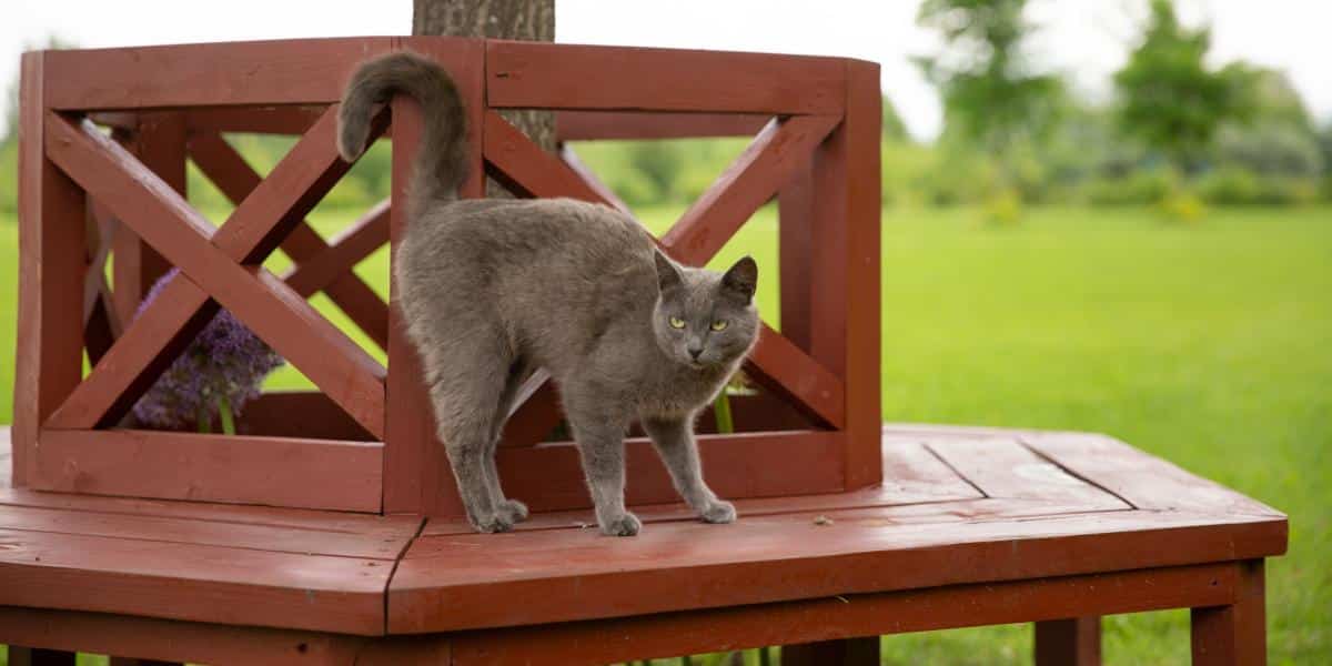 Pourquoi Les Chats Lèvent-ils Les Fesses Quand Vous Les Caressez