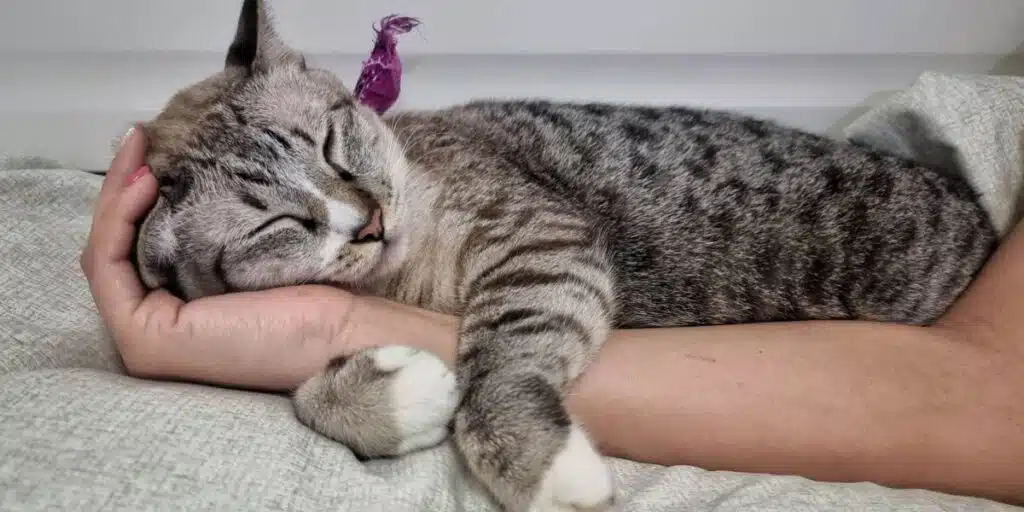 cute young tabby cats face who sleeping on owners hand compressed