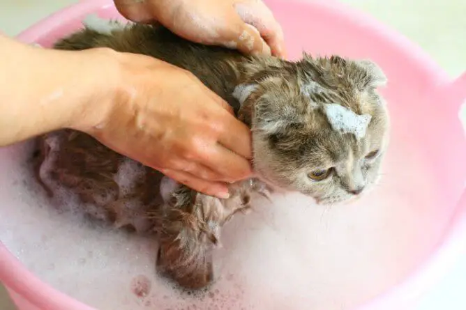 kitten bathing