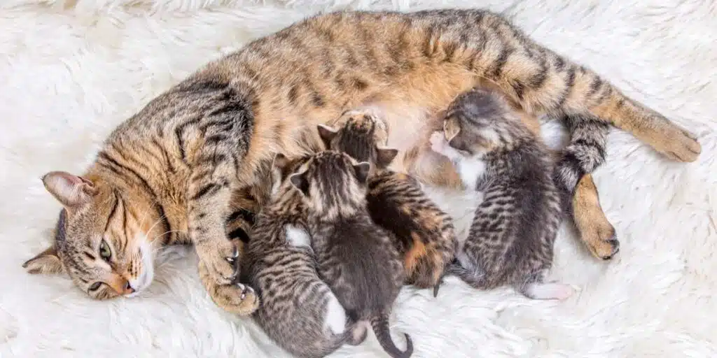 mother cat with babies