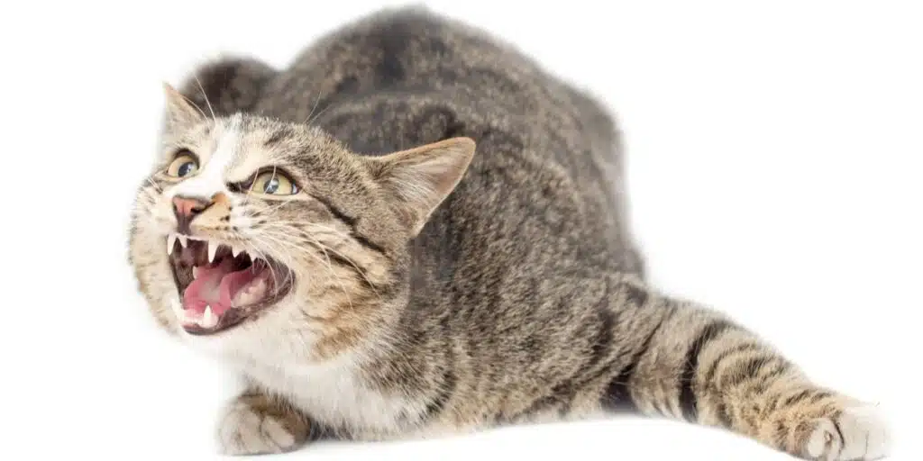 Aggression In Cat
