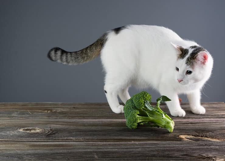 Cat Eat Broccoli