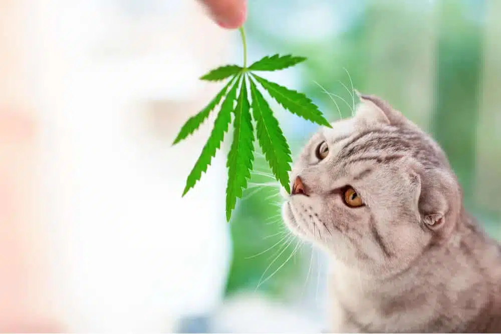 Cat Sniffing Cannabis