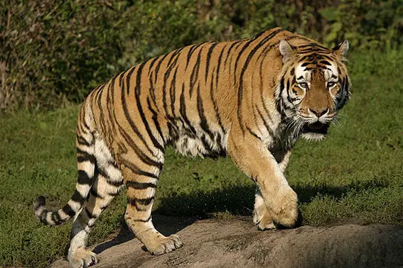 EHFT Wildlife Tiger ad