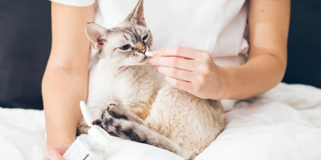 How To Give Your Cat A Pill compressed