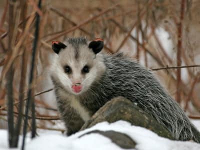 Opossum iStock 000002309629XSmall