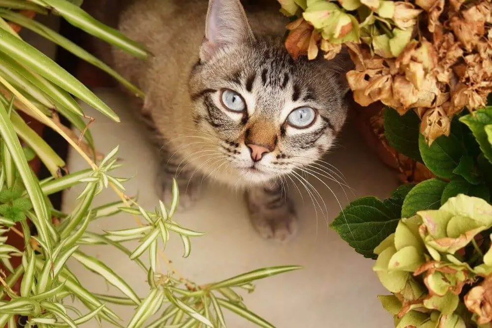 Plants Poisonous to Cats Feature 1
