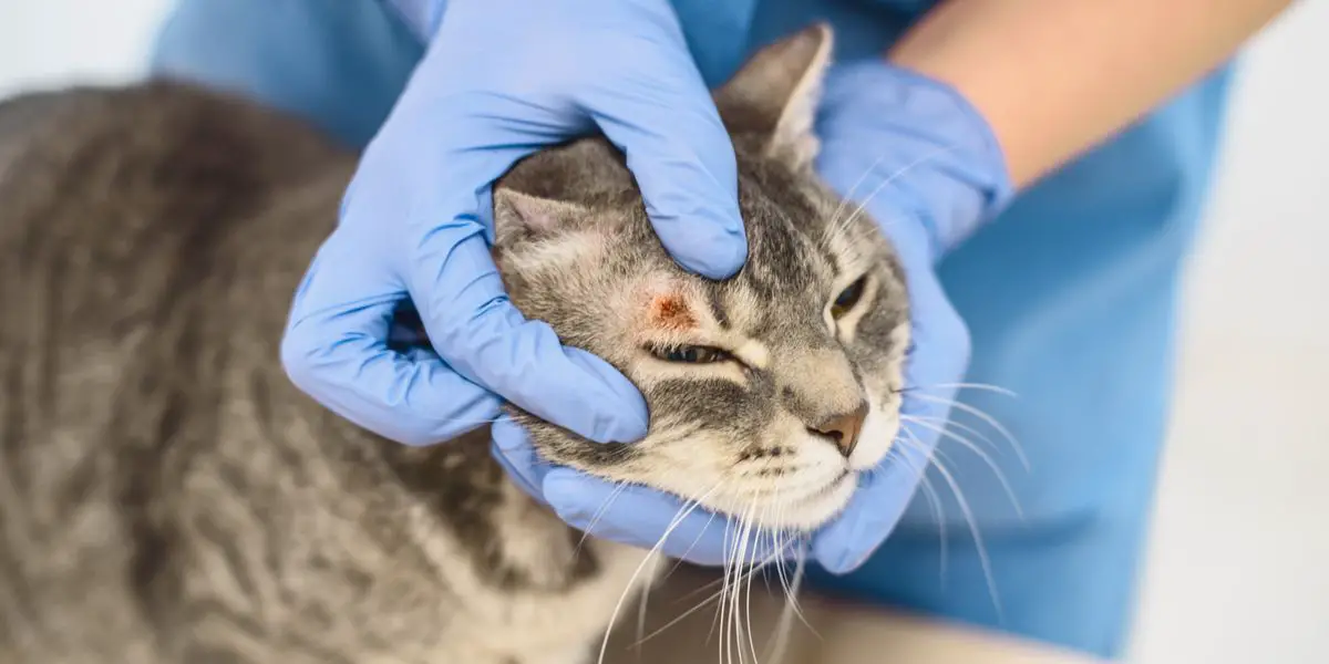 La Teigne Chez Le Chat Causes, Symptômes Et Traitement Pet Yolo