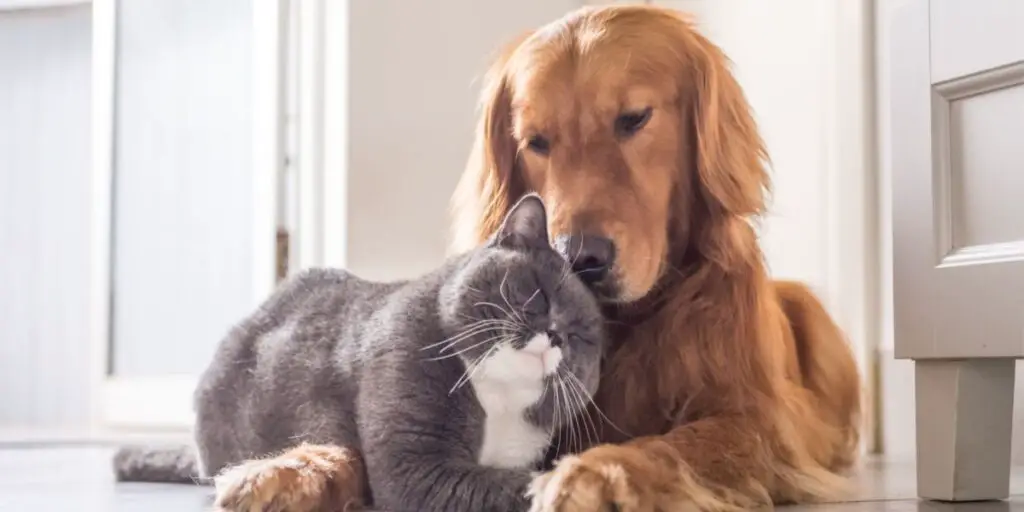 cat and dog compressed