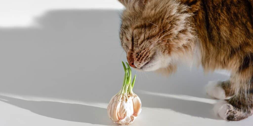 cat and garlic compressed