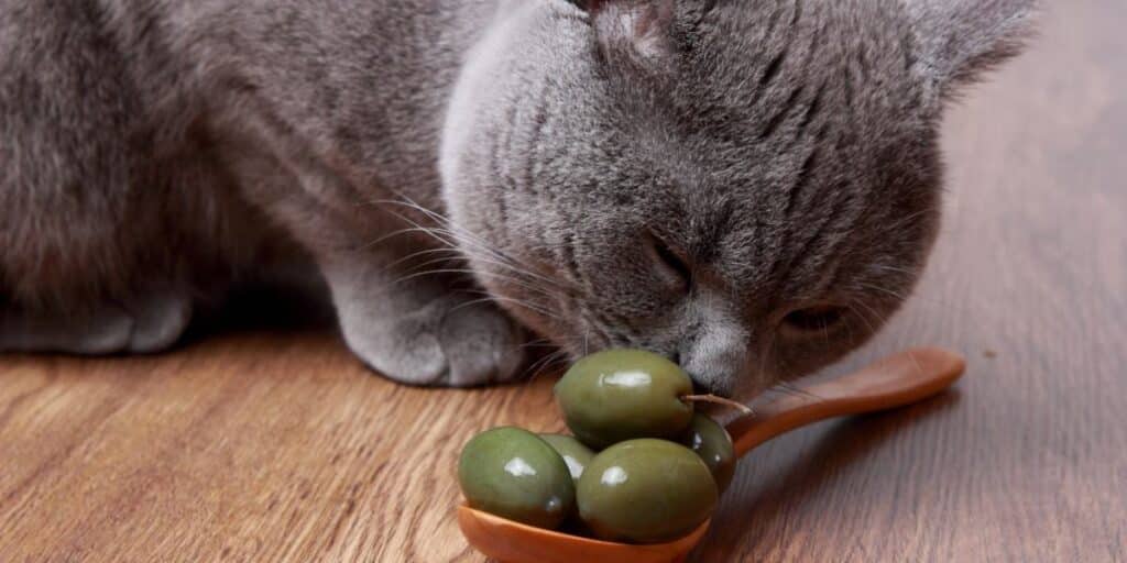 cat and olives compressed