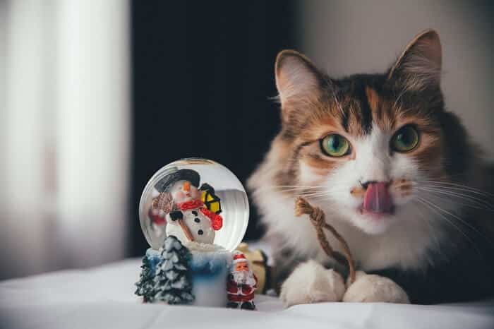 cat and snow globe with antifreeze