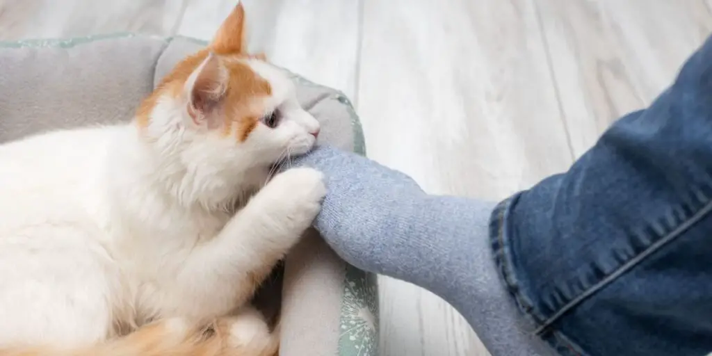 cat biting feet compressed