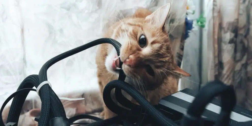 cat chewing electrical cords compressed