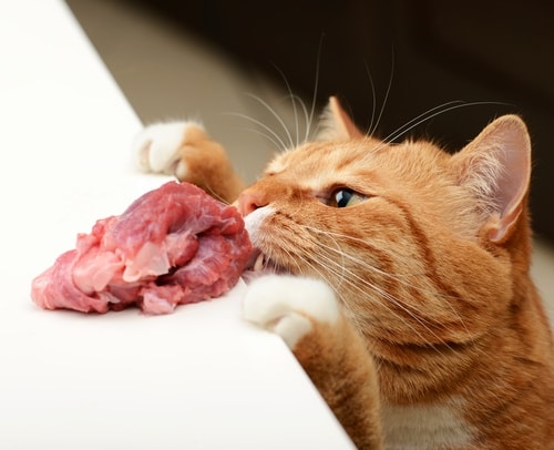 cat eat meat