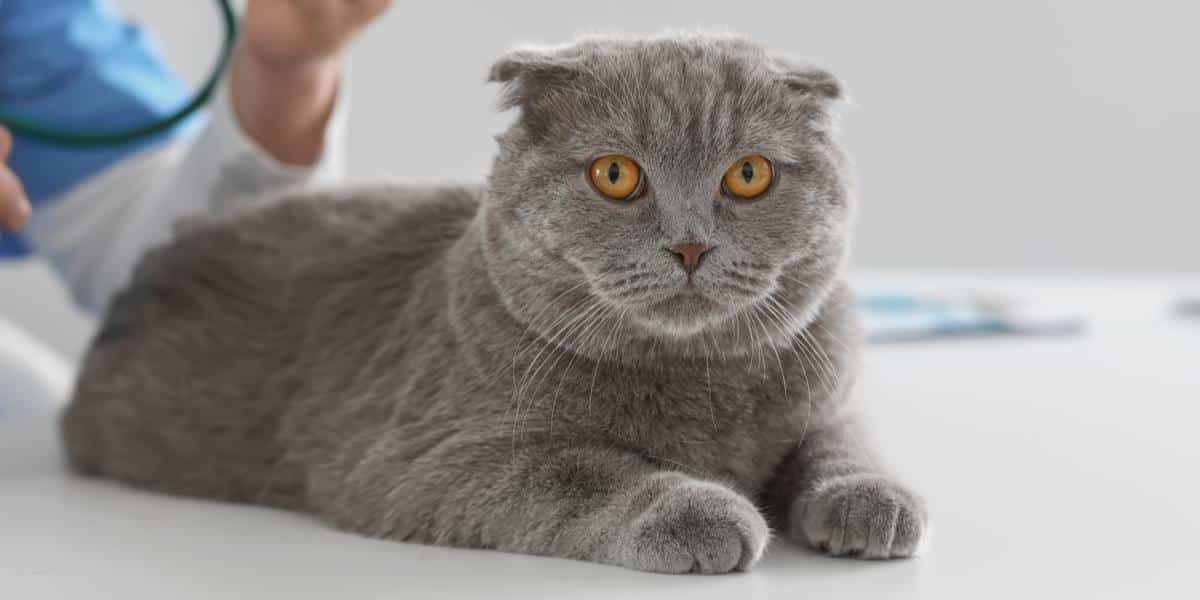 Pimobendan Pour Chats Présentation, Posologie Et Effets Secondaires Pet Yolo