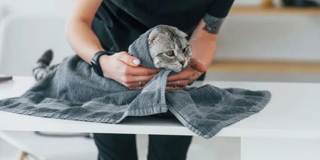 cat in towel compressed