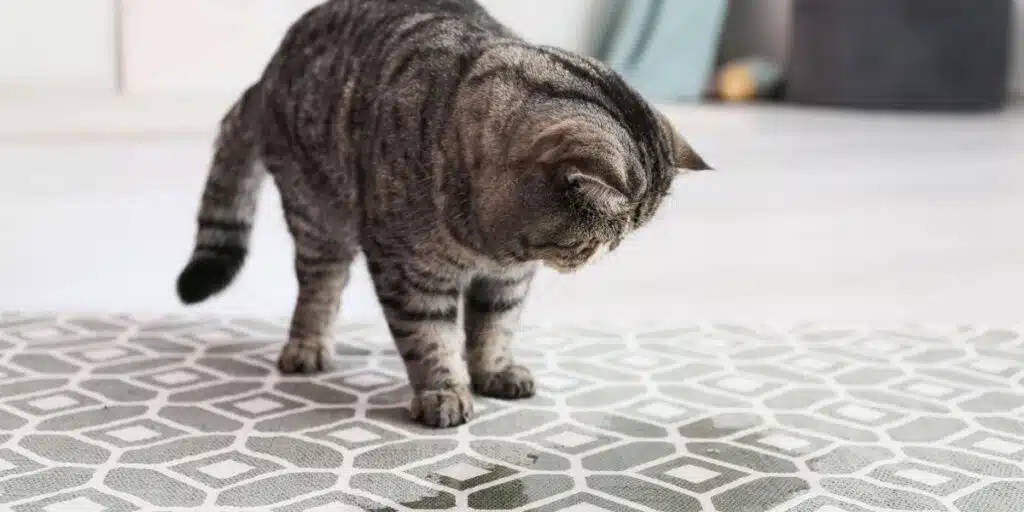 cat pee in carpet compressed