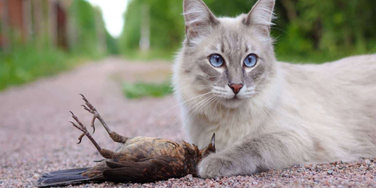 Pourquoi Les Chats Jouentils Avec Leur Proie ? Pet Yolo