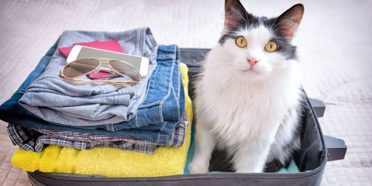 Le Chat Continue De Faire Pipi Sur Les Affaires De Son Mari ? Top 5 Des Raisons Pour Lesquelles