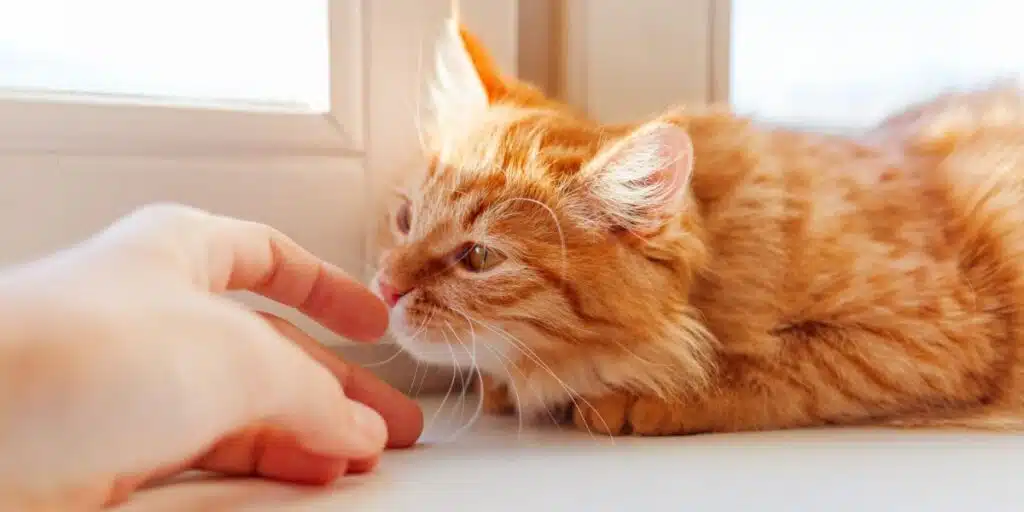 cat sniff hand compressed