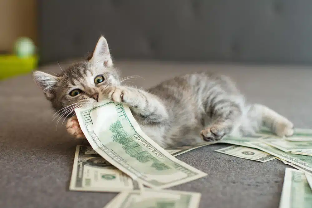 cost of pet insurance for cats feature 1