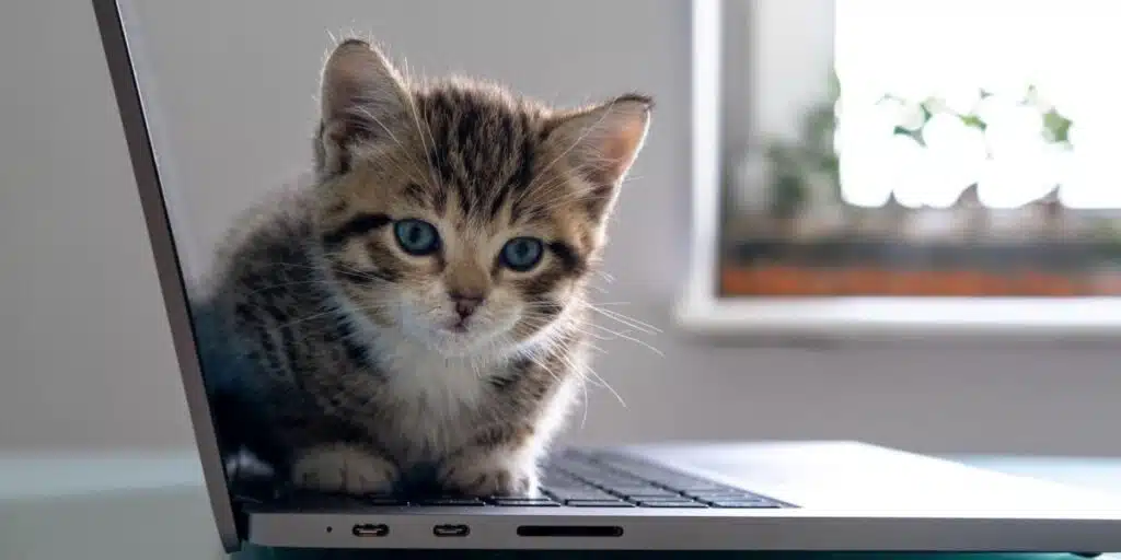 cute kitten sit on laptop compressed
