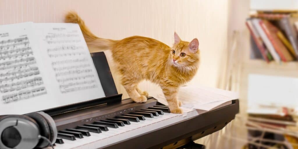do cats like music feature