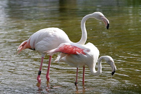 flamingo brodmann