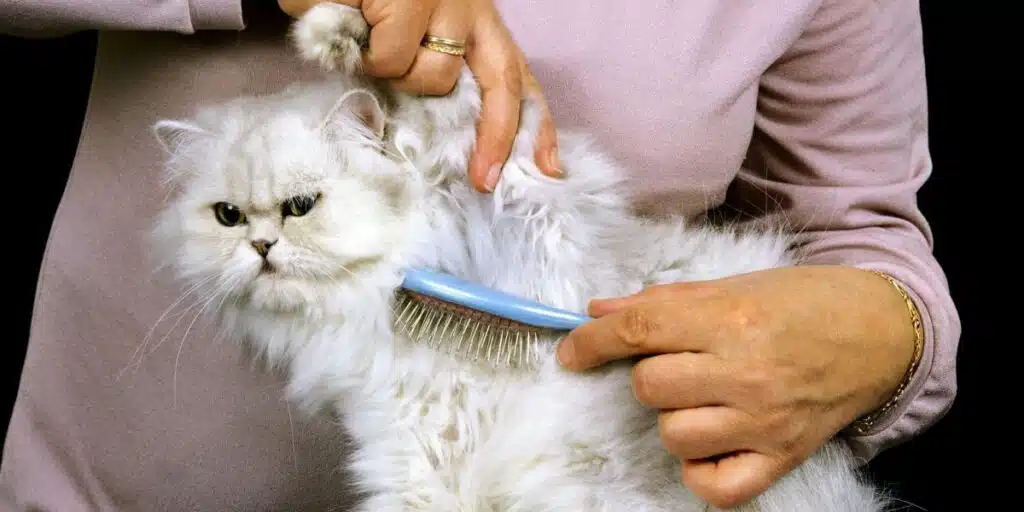persian cat grooming compressed