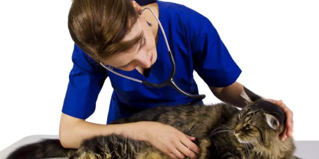 vet and cat compressed