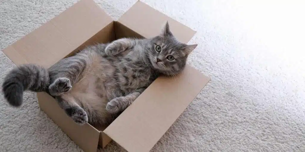 why do cats like boxes compressed